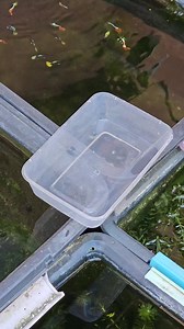 78K views · 892 reactions | Do you know that greenwater has beneficial growth effect to baby guppies... #Guppy #Guppies #Guppyfish #guppylovers #guppykeepers #fishkeeper #viral | Albert's Guppy Adventure | Facebook