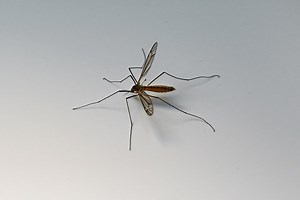 Mosquitos - Eight things you didn't know about mosquitos
