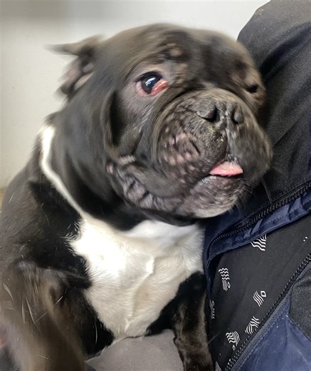 Video: Good Homes Needed 2/5/26