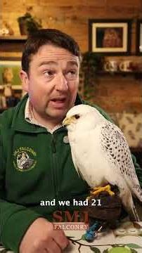 New? Start here! SMJ Falconry YouTube.