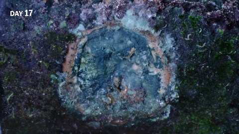 The Journey of a Lemon Slice to Tree (158 Days Time Lapse)