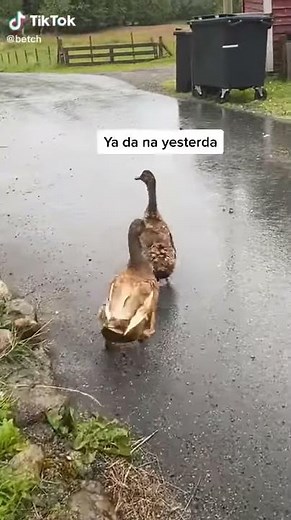 Funny Ducks Video Tik Tok FACKN DA