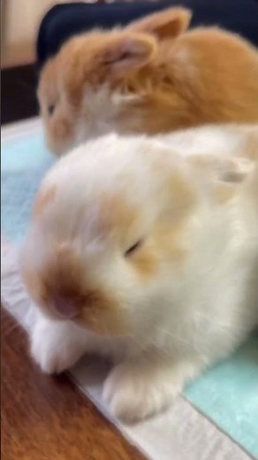 Adorable Baby Bunny Cute Moments 🐰💞 | Cutest Bunny Compilation Ever!”