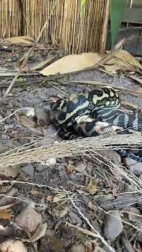 'The Circle of Life': Timelapse Shows Carpet Python Devouring Possum