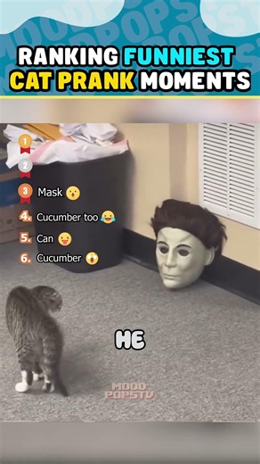 Ranking FUNNIEST CAT PRANK Moments PART2 😂🐱