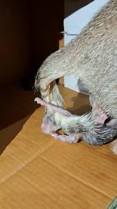 1.5M views · 6K reactions | Cat mumma gave birth to baby kitten #meow | Andaman Baby | Facebook