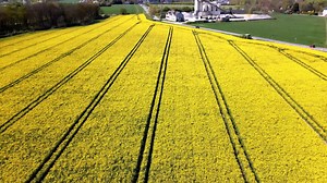 Oilseed Rape