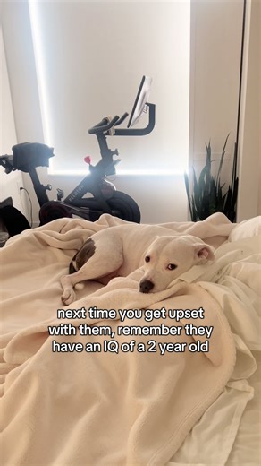 Understanding Pitbull Behavior and Intelligence Levels