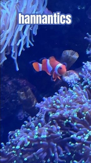 Finding Nemo Aquarium (inside Tiny Giants) at London Zoo
