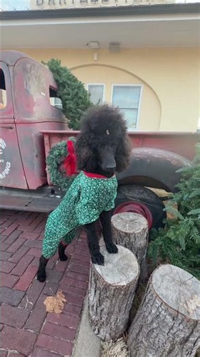 This is my application to become a supermodel 🐩 #dogmodel #dogshorts #supermodel #poodle #dog ￼