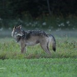 Tracking Wisconsin’s Elusive Gray Wolf