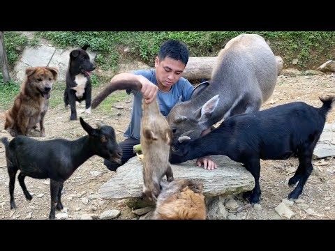 The man living in the forest takes care of and cooks delicious food for his pets.