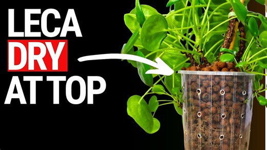 The Truth About Dry LECA at the Top of Your Pots | Semi-Hydroponic Tips