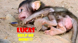 269K views · 3.9K reactions | Help me help me mom, Lol Lucas fall on the ground, Fat baby monkey need help,Monkey Camp 3721 | MonkeyCamp | Facebook