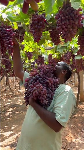 Nature’s sweetness grapes straight from the vine.