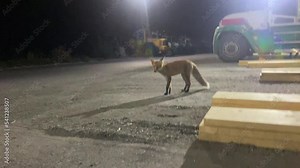 red fox curious and playful. two striped red foxes came forward and wanted to play. they are not afraid of themselves. two very nice foxes