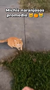 1.1M views · 10K reactions | El michi naranjoso peleonero 李 #reels #meme #humor #memes #gato #cat #michi #gatos #cats #michis #catlover #catsvideo #reelsvideo #reelsinstagram #reelsfacebook #random #gatoslindos #gatosdivertidos | Otra página de michis | Facebook