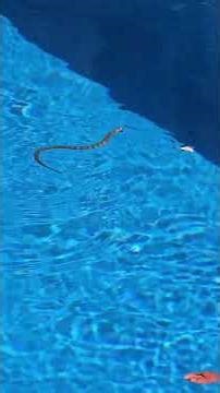 snakes in melbourne #snake #snakes #venomous #dangerous #Australia