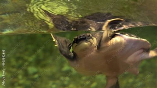 Pig-Nosed Turtle (Carettochelys insculpta) Swimming and Feeding Underwater in 4K. Rare Freshwater Species