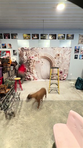 Another great spring backdrop #photographer #childrensphotographer