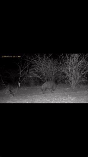 🎥 Trail Cam Caught on camera — a rare and elusive brown hyena wandering through the night! 🌙🦴These mysterious scavengers are seldom seen in daylight, HighvelSafaris.#BrownHyena #TrailCam #WildlifeMoments #HighveldSafaris #AfricanNights | High Veld Safari Lodge