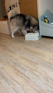 #WorkFromHomeWednesday Mental stimulation is just as important as physical, Mishka has some tennis balls and treats hidden under this box, you can use any box you’d like and any of their favourite toys and treats to get them moving 💙 | Newcastle Dog & Cat Shelter