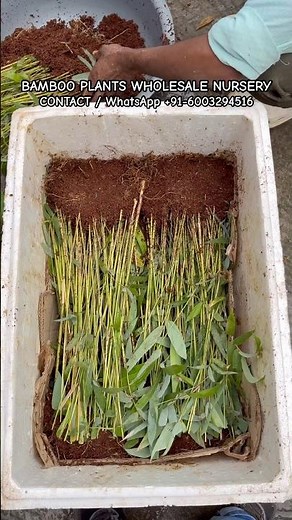 BAMBOO PLANTS WHOLESALE NURSERY #bamboofarming #bambooplants #baskikheti #tuldabamboo #bamboofarming