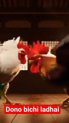 Mota Murgi Bada Dikh Raha 😲 | Do Murgi Ki Zabardast Ladai 🐔🔥#sort #youtube #murgi#murgvideo#viral i