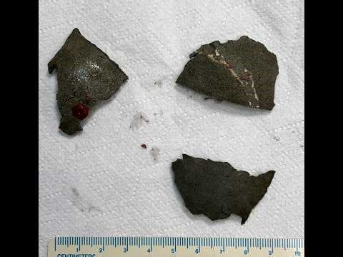 Cuerpo extraño gástrico en perro: resolvemos por endoscopia sin cirugía