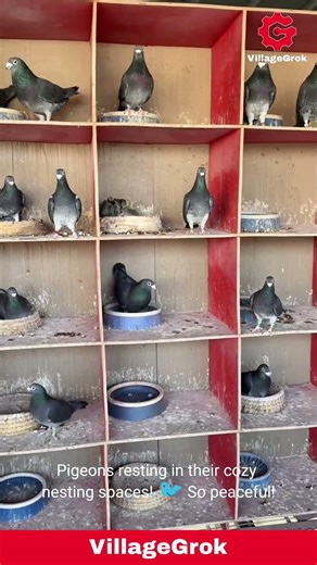 Pigeon Loft Tour: A Look Inside the Home of Racing Pigeons