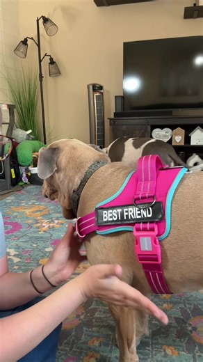 The easiest dog harness I’ve ever used #tiktokshopblackfriday #tiktokshopcreatorpicks #dogharness #dogwalk #dogproducts