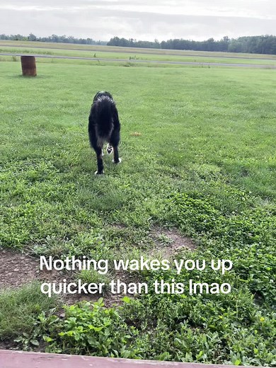 Why Do Dogs Howl at 3am? Tips to Stop Your Dog from Waking You Up