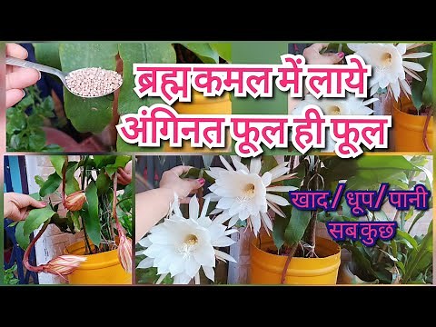 Complete information on Brahma Kamal plant // How to care for Brahma Kamal plant