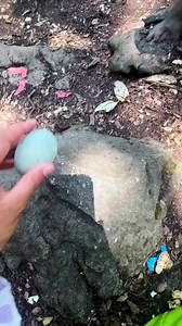 373K views · 2K reactions | Hahaha fun . #monkeys #monkey #animals #wildlife #nature #pets #cute #birds #funny #bird #love | Hello Monkey CC | Facebook