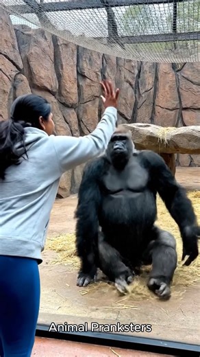 He really played dead after a fake punch 💀 | Animal Pranksters