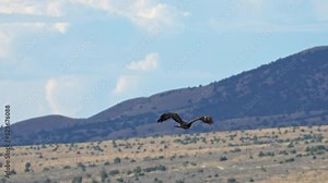Golden Eagle Flying through the sky in slow motion in the Utah wilderness.