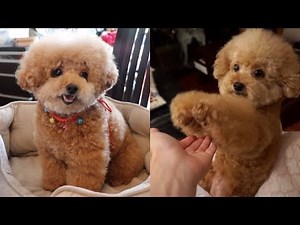 MEET THE CUTEST DOG EVER (REAL DOG, NOT A TEDDY BEAR)