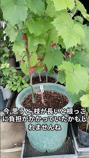 🍇鉢植えぶどう、ピオーネ!! #shorts #ピオーネ #grape #鉢植え #ブドウ #ぶどう