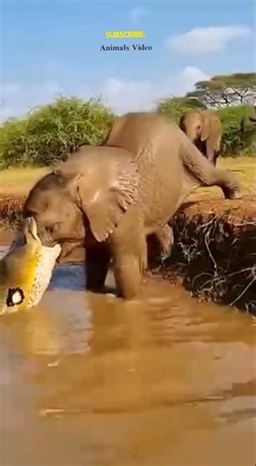 Amazing Animals of the Wild#viral