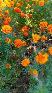 Beautiful famous Nishat garden view my | Explorer Jammu Kashmir Valley