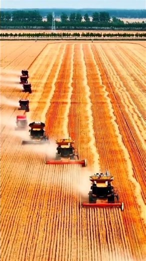 Modern Wheat Harvester in Action 🌾🚜 #farming #modernfarmer