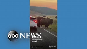 Bison rams side of car in Yellowstone National Park - The Global Herald