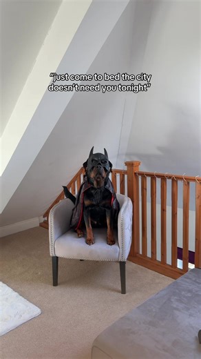 i wish he’d take a night off #dog #batman