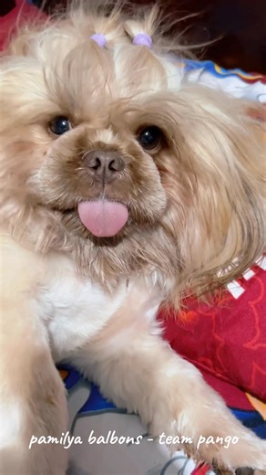 Pray for Philippines🇵🇭🙏🏼❤️ | Pamilya Balbons - Team Pango