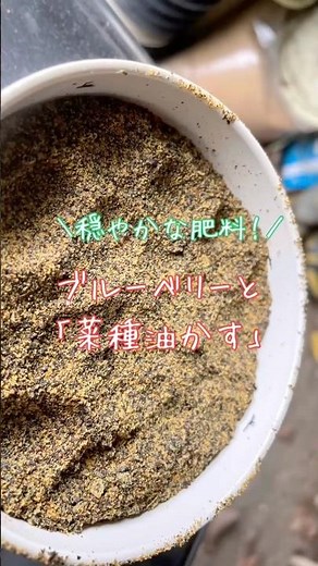 ブルーベリーと「菜種油かす」 #ブルーベリーの森あづみの #ブルーベリー栽培 #家庭菜園 #幸せフルーツ工房 #ブルーベリーの肥料