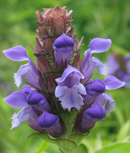 Prunella Vulgaris (Self Heal, Xia Ku Cao): 8 Benefits of The All Heal Plant