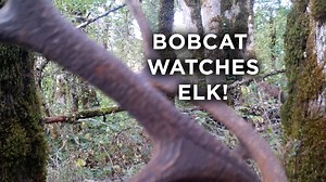 362K views · 6.2K reactions | Can you spot the bobcat watching the elk? | Stay Wild Media | Facebook