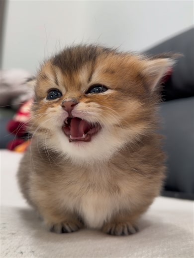 Adorable Kitten Meow Compilation #creatorsearchinsights #cuteanimals #kitten #catsoftiktok #kucing