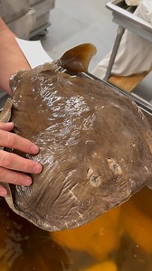 Dr. Hilton talks about one of the specimens of Atlantic Torpedo Rays in the Nunnally Ichthyology Collection. These fishes are known from the temperate to tropical Atlantic Ocean, and are sluggish, benthic fishes that bury themselves in the sea bottom. Atlantic Torpedos, like other electric rays, possess electric organs formed by modified musculature that can generate up to 50 volts of electricity, stunning prey and potential predators. #nunnallyichthyologycollection | Virginia Institute of Marin
