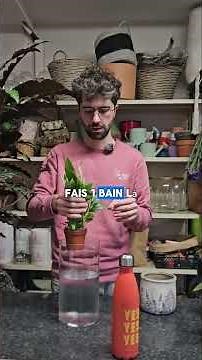 Comment arroser tes plantes d'intérieur ? 🪴 Je te donne mes astuces 😉